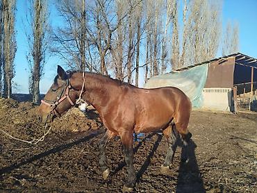 Лошади, кони: Продаю | Жеребец | Для разведения | Племенные — 2