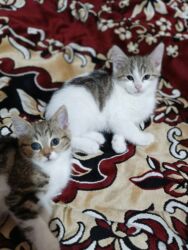 Pişiklər: Türk anqora, Dişi, Yaxşı əllərə, Ünvandan götürmə -da lalafo.az — 17 Pişiklər: Türk anqora, Dişi, Yaxşı əllərə, Ünvandan götürmə — 17