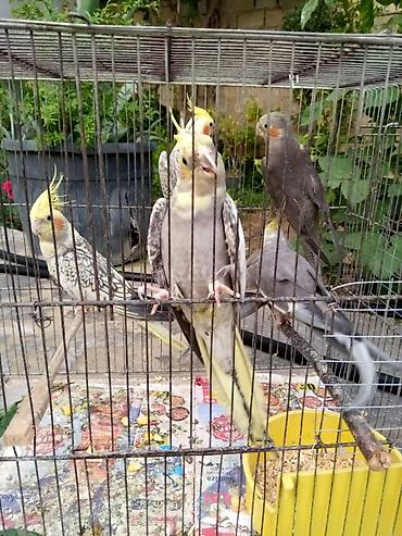 Yuvalar: Korella qəfəs yuva munasib qiymete -da lalafo.az — 8 Yuvalar: Korella qəfəs yuva munasib qiymete — 8