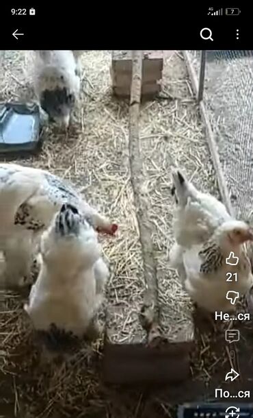 бройлеры живым весом: Продаю | Куры | Брама