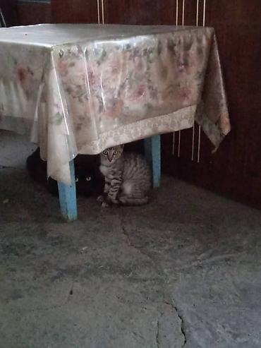 Кошки: Отдадим котят в добрые руки бесплатно! Котятам около месяца, возможно — 3