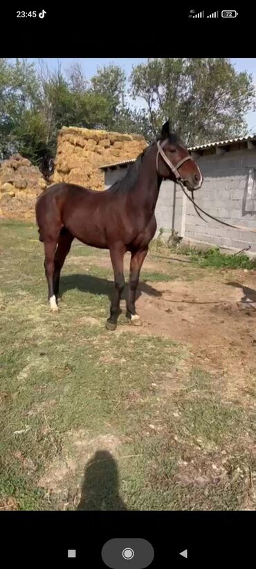 Лошади, кони: Продаю | Жеребец | Рабочий — 7