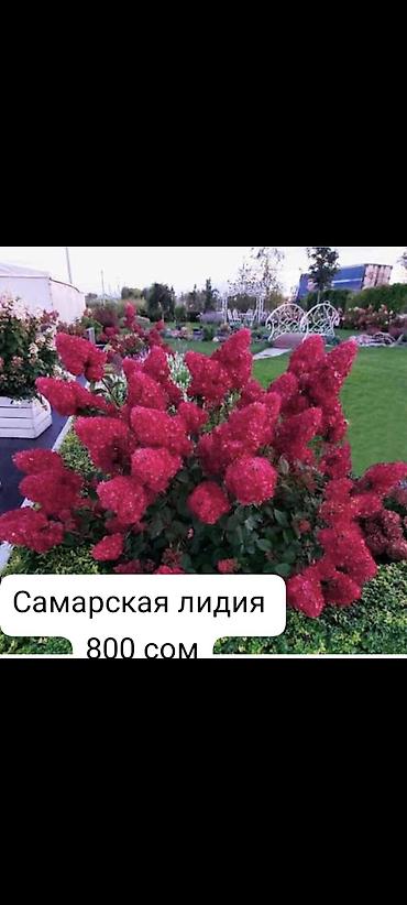 Гортензия: Саженцы — 12