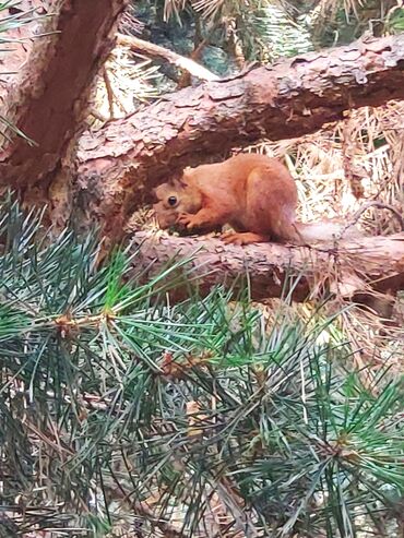 Продажа домов: Дача, 63 м², 3 комнаты, Собственник, Косметический ремонт — 11