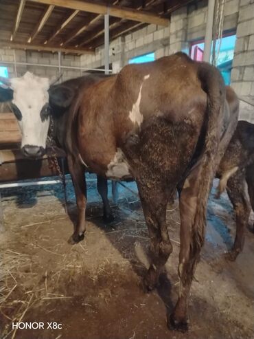 Akvariumlar: Dişi, il: 1, Damazlıq, Ünvandan götürmə
