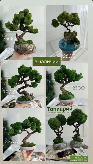 Декоративные цветы: В переводе с японского Бонсай означает «дерево, выращенное в блюде» at lalafo.kg — 52 Декоративные цветы: В переводе с японского Бонсай означает «дерево, выращенное в блюде» — 52