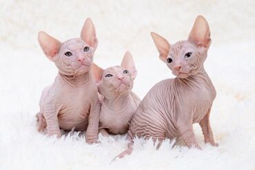 коты сфинксы: Предлагаю к продаже котят породы сфинкса. ДР 25.11.2023г.