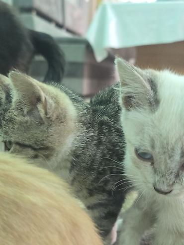 Отдам котят в добрые руки ❤️ - Возраст: примерно 2–3 месяца - Окрас