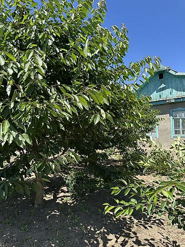 комнатные растения бишкек фото: 🏡 Продается уютный дом с плодоносящим участком в центре курортного — 1