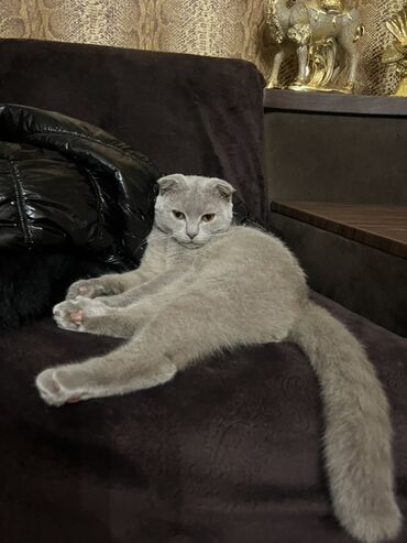 Pişiklər: Şotland, Erkək, Cütləşmə üçün — 6