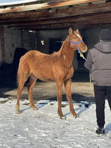 Лошади, кони: Продаю | Жеребенок | Для разведения | Племенные — 2