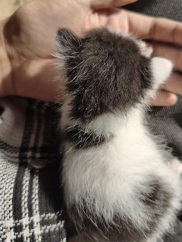 куда отдать собаку бишкек: Кошка даром: Беспородная, 1 месяц, Девочка — 1