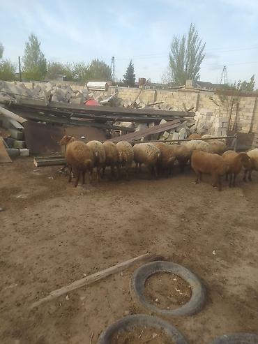 Quzu: Quzular səkkiz ədədi kök quzular — 4