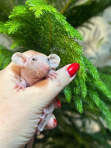 хомяки ош: Привет друзья. в питомнике Rat hause Love, родились новые детки — 4