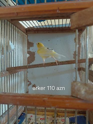 itler ucuz: Sarı kanareyalar satılır. - Erkək kanareya – 110 AZN (şəkildə qeyd — 1