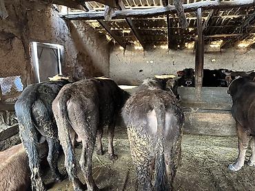 Коровы, быки: Продаю | Бык (самец) | На откорм — 8