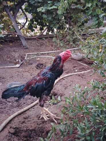 Digər quşlar: Yaş yarımlıq xoruzdu damazlıq dimdiyi əyridi amma problemi yoxdu əyri — 10