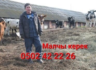 вакансия официант бишкек: Талап кылынат Малчы, Төлөм Ай сайын