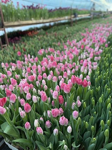 Букеты из живых цветов: Тюльпаны на 8 марта Принимаю корпоративные заказы с оформлением 16 — 22