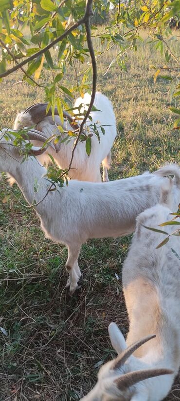 Keçi, çəpiş: 2 təkə 42 ədəd dişi kecilər var Təkəsini alib hamisi bogazdi kom — 15