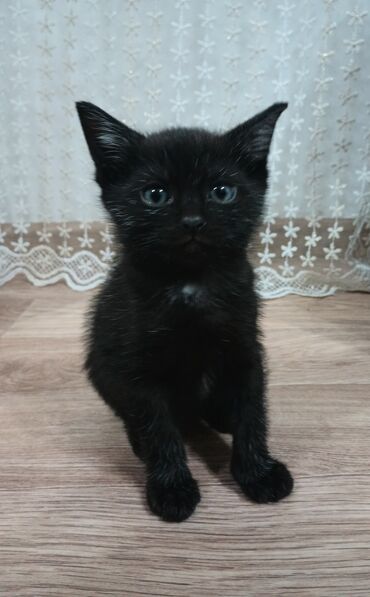 Отдам даром кошку: Девочка