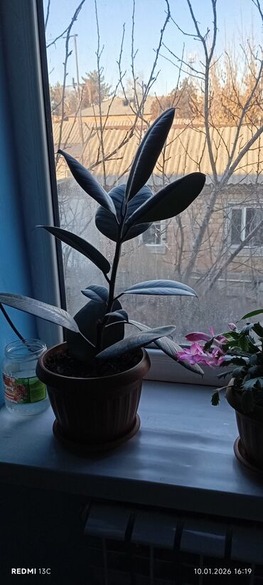 Декабристы: Шлюмбергера (декабрист) в горшке - Комнатное цветущее растение с — 10