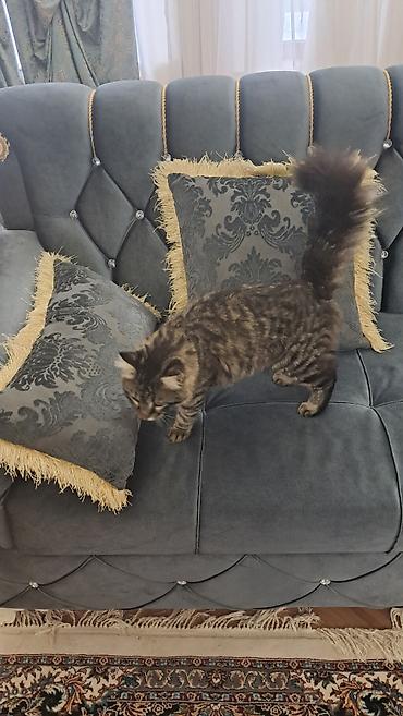 Pişiklər: Meyn-kun, Erkək — 14