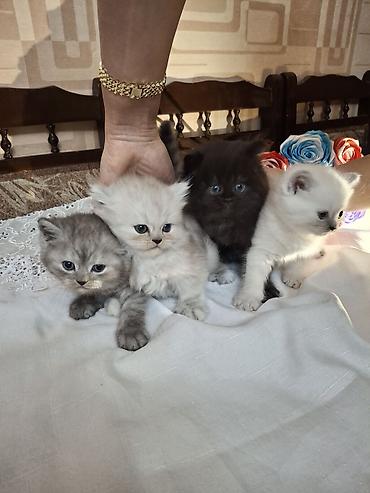 Pişiklər: Fars, Dişi, Ünvandan götürmə — 15