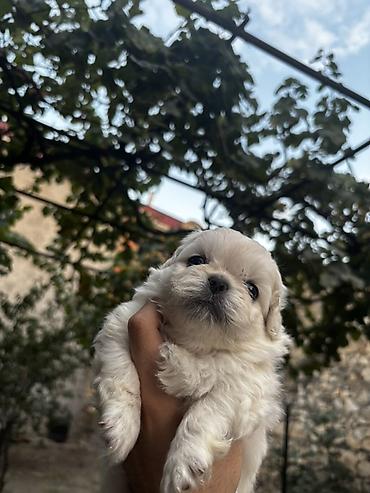 pekines it: 1 ay — 3