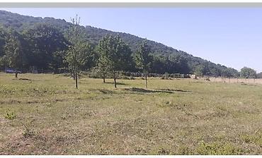 masalli dasinmaz əmlak: 43 sot, Biznes üçün, Kupça (Çıxarış) — 3