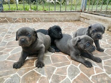 купить хаски щенка: Kane-Korso, 2 ay, Peyvəndli, Ünvandan götürmə