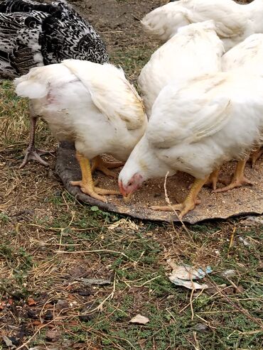 Toyuqlar: Təmizlənmiş Colpa var təmiz əti 1500.1600.1700.1800di istəyən zakas — 5