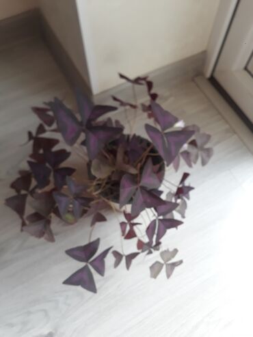 бамбук растение: Акча багы