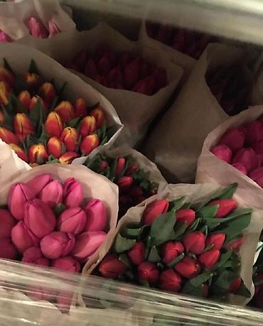 Букеты из живых цветов: Цветы Голландские Тюльпаны Оптом! Тюльпаны вместе с луковицами — 17