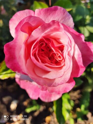 Садовые цветы и кустарники: Саженцы цветка: Розы — 20