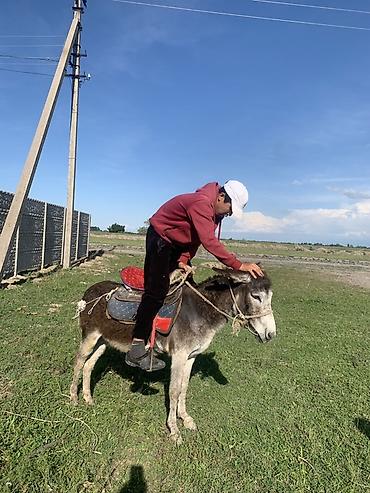 Осёл для прогулок и хозяйственных работ - Домашний осёл среднего