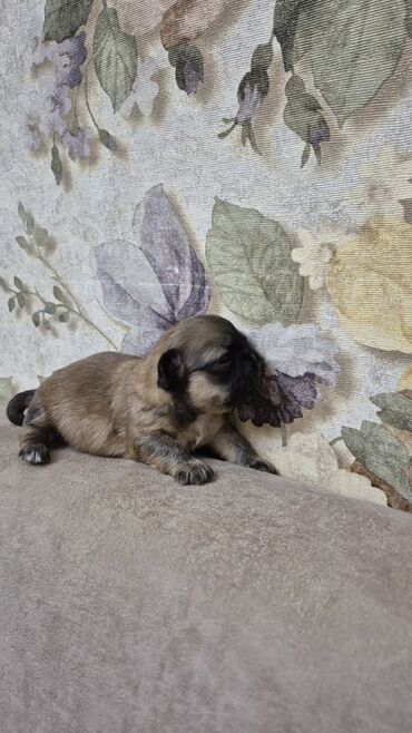 İtlər: İt balası – kiçik ölçülü, qısaburun tipli (Pekines/Şih-cu xatırladan) -da lalafo.az — 4 İtlər: İt balası – kiçik ölçülü, qısaburun tipli (Pekines/Şih-cu xatırladan) — 4