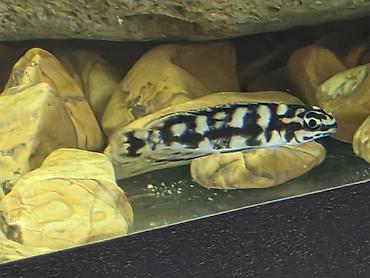 Balıqlar: Tanqanika baliklari hamsi birlikdə satlir 16 dənə Yekədirler -da lalafo.az — 7 Balıqlar: Tanqanika baliklari hamsi birlikdə satlir 16 dənə Yekədirler — 7