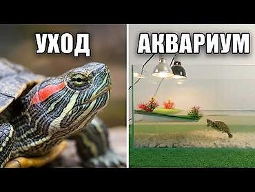 крылышки куриные: Срочно отдам даром черепах 2 шт . Красноухие, водяные . есть корм га — 2