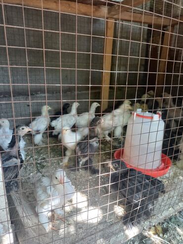 Птицы: СРОЧНО продается цыплята чистокровной БРАМЫ(1месяц и две недели)