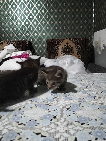 трехцветный кот мальчик: Кошка даром: Беспородная, 2 месяца, Девочка, Метис — 3