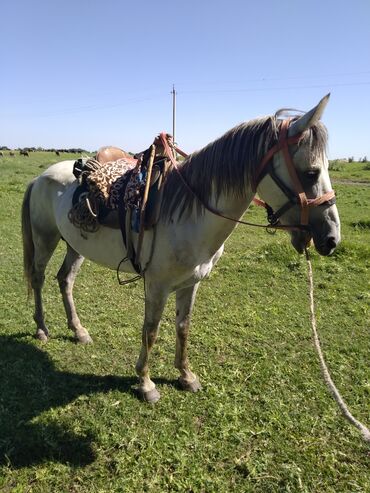 продажа лошадей в киргизии: Продаю | Жеребец