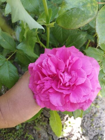 Садовые цветы и кустарники: Садовые розы — срезочные и для посадки Описание: - Разновидности — 23