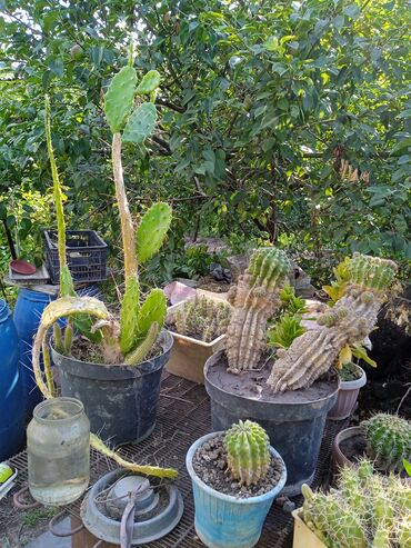 Кактусы: Продам кактусы — 8