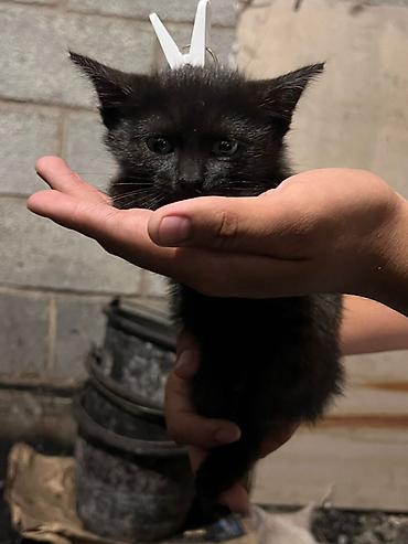 Отдам даром кошку: Кошка даром: Беспородная, 3 месяца, Девочка at lalafo.kg — 10 Отдам даром кошку: Кошка даром: Беспородная, 3 месяца, Девочка — 10