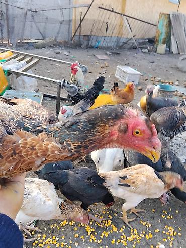 Другие с/х животные: Продаются сельскохозяйственные птицы смешанного поголовья для — 21