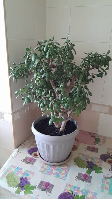 кофейное дерево: Продается цветок 
Денежное дерево 
1500 сом