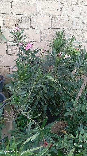 ag ciceyim: Oleandr (Nerium oleander) fidanları - Rənglər: ağ və açıq çəhrayı — 1