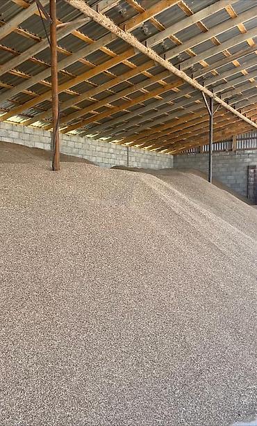 Другие виды семян и саженцев: Коп жылдык эспарцет уругу. Уроончулук чарба "Победитель" Ысыккол обл — 5