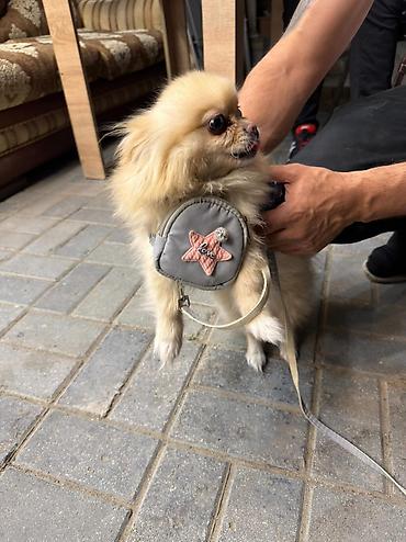 Xaltalar, qayışlar və tasmalar: 🐶 Satılır – Çox Şirin Dişi Pomeranian (Spitz) 🐶 2 yaşlı, dişi, çox — 15